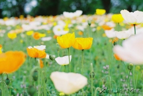 ѡ��������£�ڹ�Ϳ��������� (3)