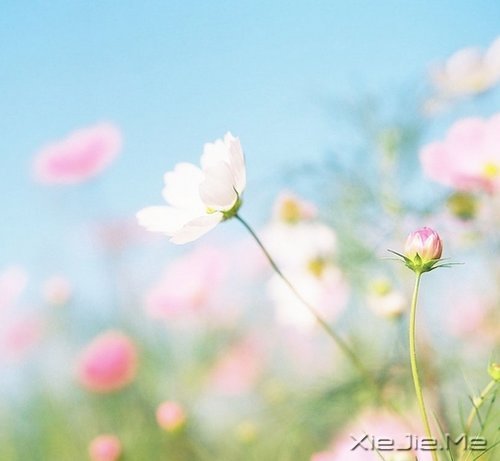 ���Լ����ˣ��Ż����˰� (6)