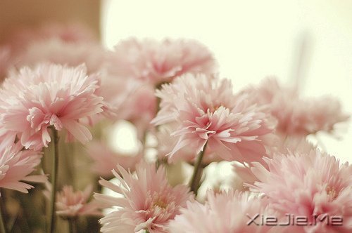 早安心语:浅浅遇,淡淡忘 (2)