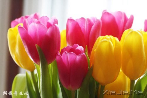 �����ǰ�������ǲʺ�ķ��� (5)