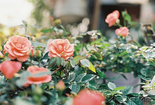 早安心语:宠爱自己,才是最重要的 (9)