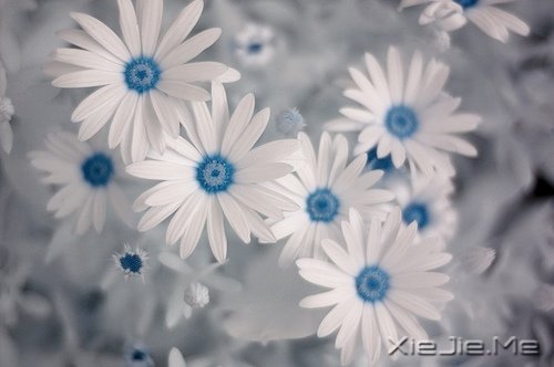 晚安心语:愿细水流年时,地老天荒 (10)