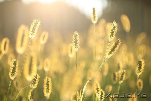 早安心语:做一杯清澈的白开水,温柔的刚刚好 (3)