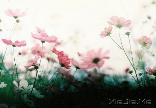 早安心语:总有一条路,通向彩红脚下 (9)