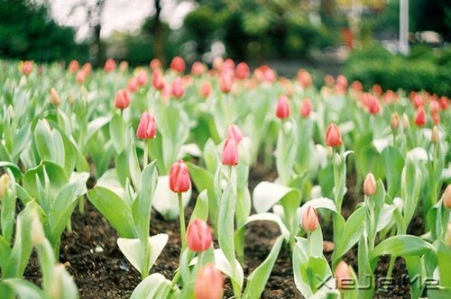 早安心语:成为自己想成为的人,这从来不迟 (5)