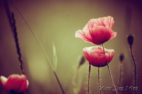 晚安心语:勇敢生活,微笑面对 (10)