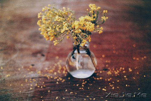 时光是你送我的盆栽植物,你来时盛开,走后荒芜